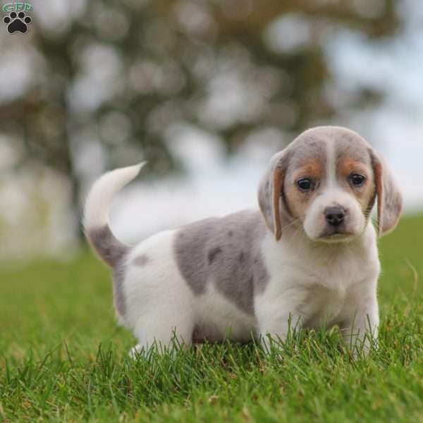 Bella, Beagle Puppy