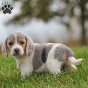 Bella, Beagle Puppy