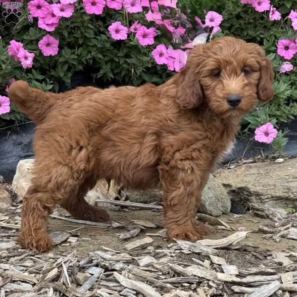 Pumpkin, Mini Goldendoodle Puppy