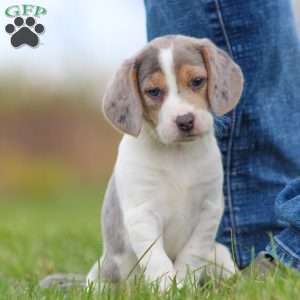 Zoe, Beagle Puppy