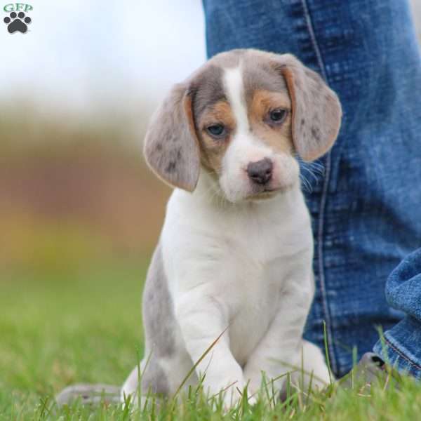 Zoe, Beagle Puppy