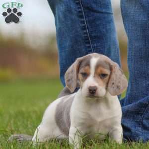 Zoe, Beagle Puppy