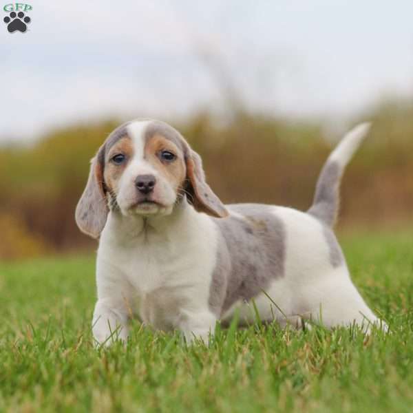 Zoe, Beagle Puppy
