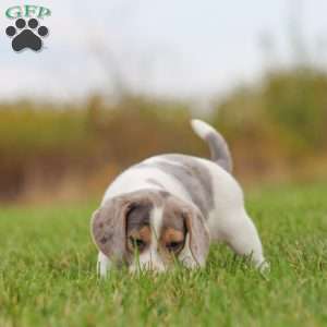 Zoe, Beagle Puppy