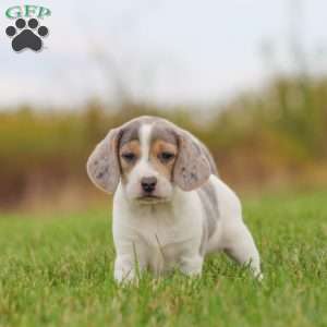 Zoe, Beagle Puppy