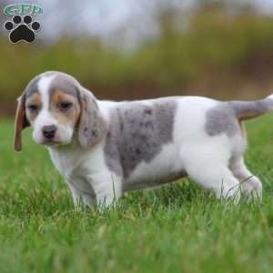 Zoe, Beagle Puppy