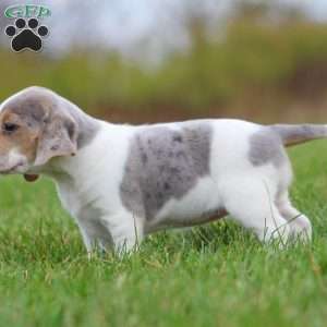 Zoe, Beagle Puppy