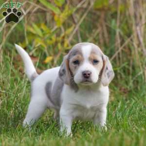 Chloe, Beagle Puppy