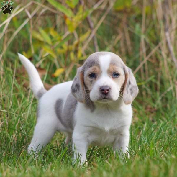 Chloe, Beagle Puppy
