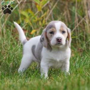 Chloe, Beagle Puppy