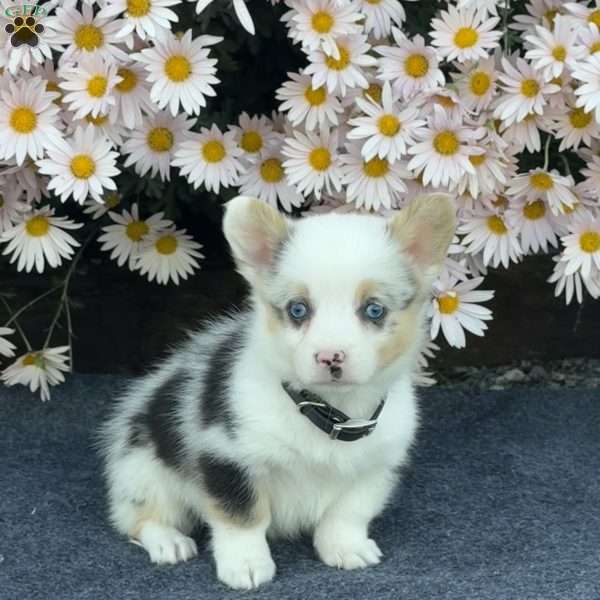 April, Pembroke Welsh Corgi Puppy