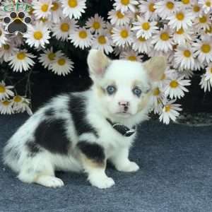 April, Pembroke Welsh Corgi Puppy