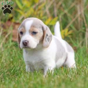 Chloe, Beagle Puppy