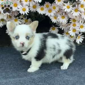 April, Pembroke Welsh Corgi Puppy