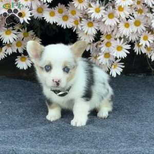 April, Pembroke Welsh Corgi Puppy