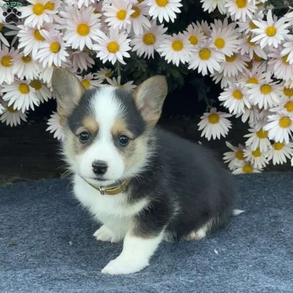 Archie, Pembroke Welsh Corgi Puppy