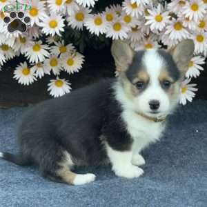 Archie, Pembroke Welsh Corgi Puppy