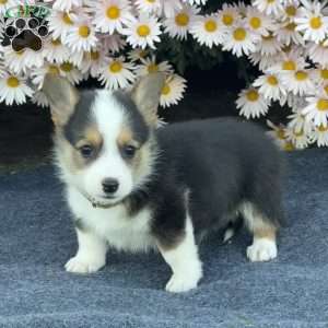 Archie, Pembroke Welsh Corgi Puppy