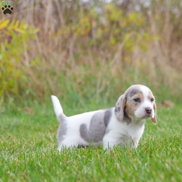 Chloe, Beagle Puppy