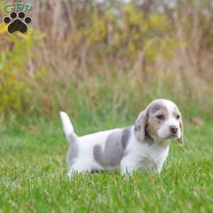 Chloe, Beagle Puppy