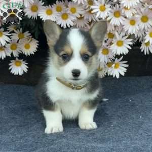Archie, Pembroke Welsh Corgi Puppy