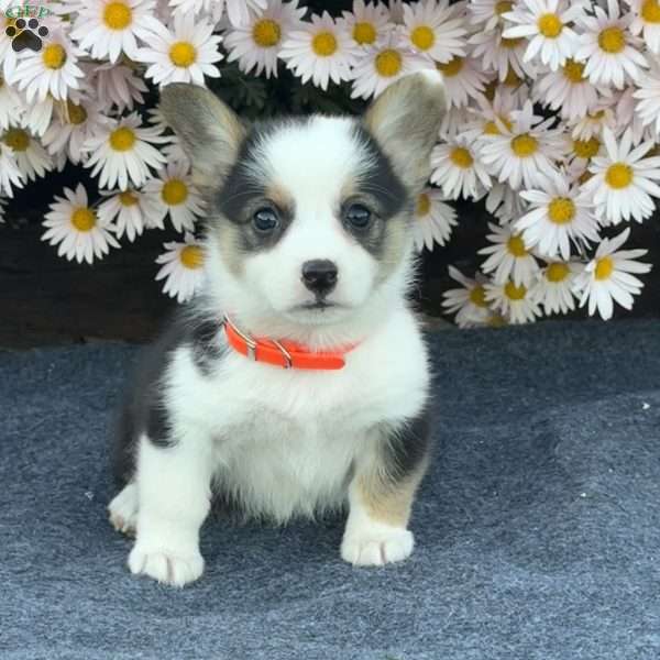 Alice, Pembroke Welsh Corgi Puppy