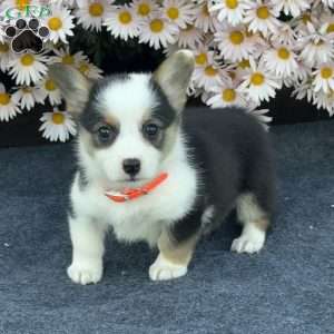 Alice, Pembroke Welsh Corgi Puppy