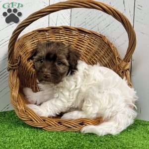 Nick, Havanese Puppy