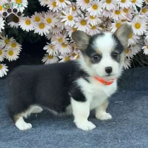 Alice, Pembroke Welsh Corgi Puppy