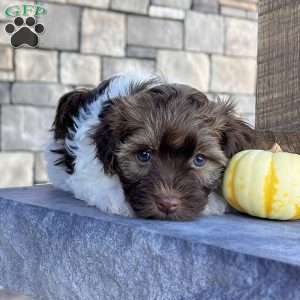 Nick, Havanese Puppy