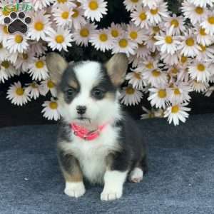 Amy, Pembroke Welsh Corgi Puppy