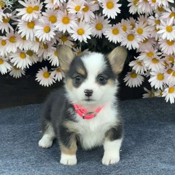 Amy, Pembroke Welsh Corgi Puppy
