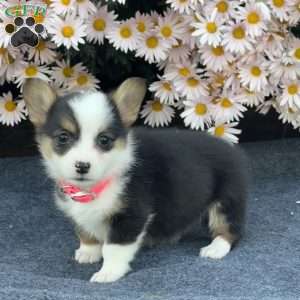 Amy, Pembroke Welsh Corgi Puppy