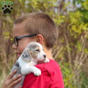 Chloe, Beagle Puppy