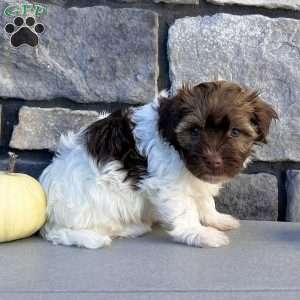 Nick, Havanese Puppy