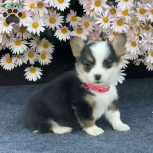 Amy, Pembroke Welsh Corgi Puppy