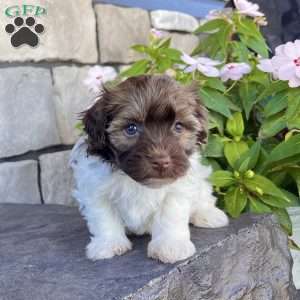 Nick, Havanese Puppy