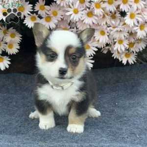 Ace, Pembroke Welsh Corgi Puppy