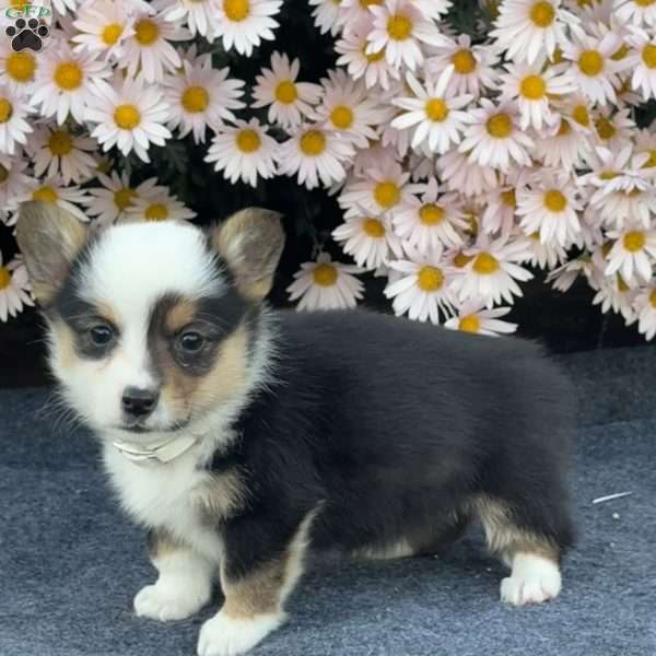 Ace, Pembroke Welsh Corgi Puppy
