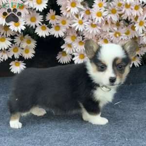 Ace, Pembroke Welsh Corgi Puppy
