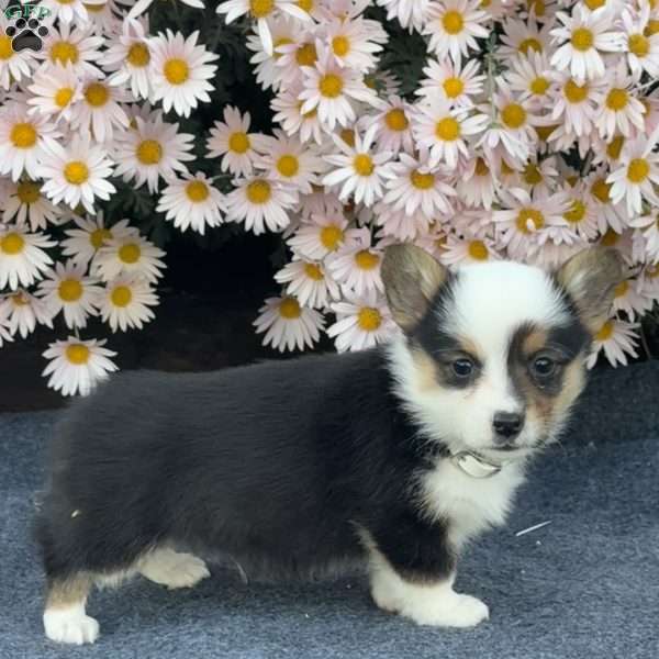 Ace, Pembroke Welsh Corgi Puppy