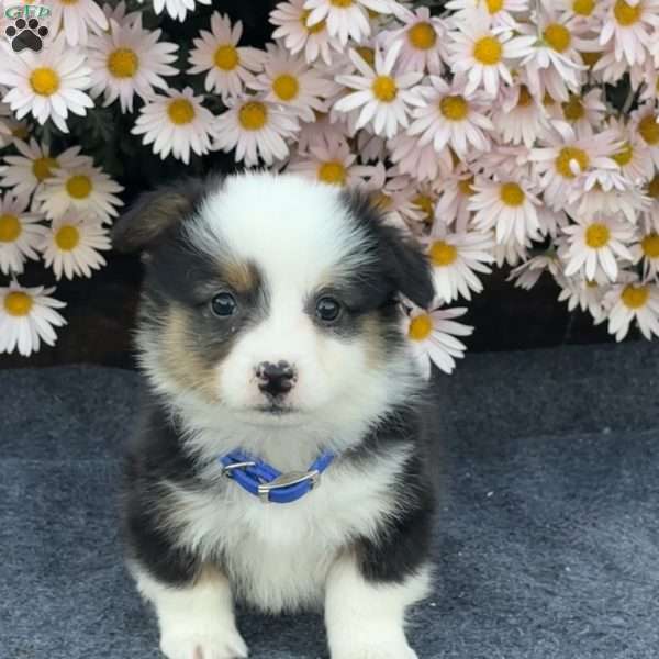 Andy, Pembroke Welsh Corgi Puppy