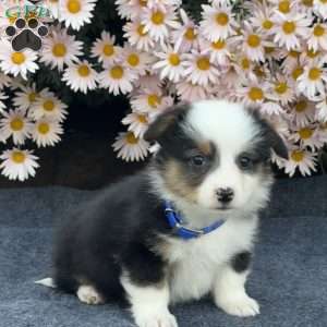 Andy, Pembroke Welsh Corgi Puppy