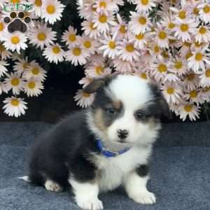 Andy, Pembroke Welsh Corgi Puppy