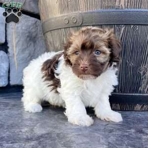 Nick, Havanese Puppy