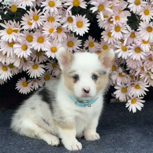 Arnold, Pembroke Welsh Corgi Puppy