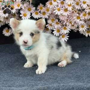 Arnold, Pembroke Welsh Corgi Puppy