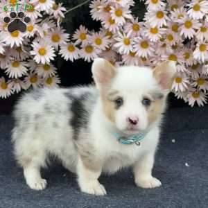 Arnold, Pembroke Welsh Corgi Puppy