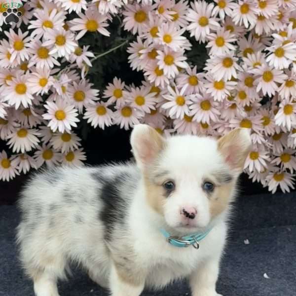 Arnold, Pembroke Welsh Corgi Puppy