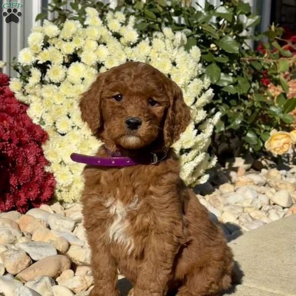Linus, Goldendoodle Puppy